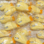 Adorable Fried Shrimp Seal Pup Taba Squishy